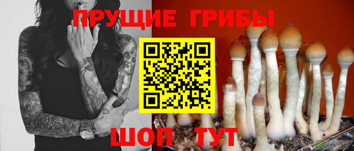 Псилоцибиновые грибы мицелий Кимовск